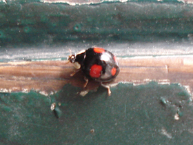 20080629coccinelle2.jpg