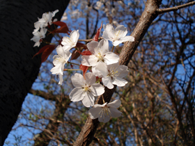 20090331sakura02.jpg